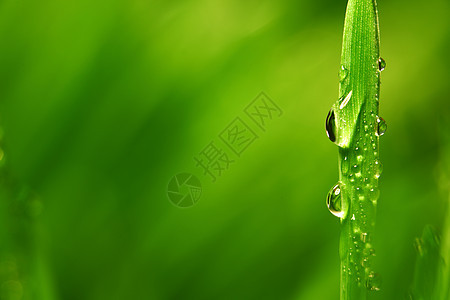 大水滴阳光草地雨滴叶子生长刀刃背景草本植物花园环境图片