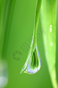 大水滴阳光草地液体叶子花园草本植物雨滴树叶背景气候图片