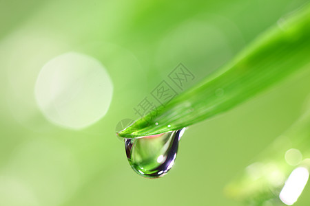 大水滴宏观环境背景花园树叶植物气候雨滴草地草本植物图片