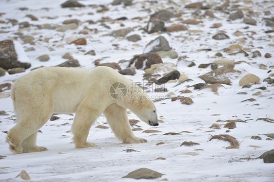 北极熊童年男性濒危鼻子食肉动物爪子旅行蓝色栖息地图片