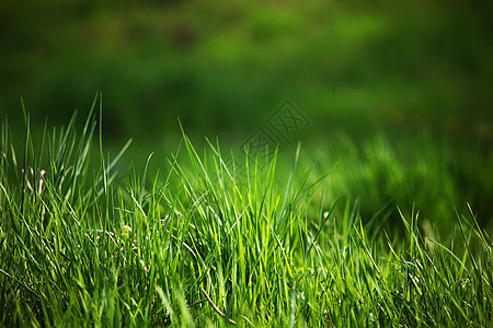 绿绿草季节生长运动娱乐足球地面游戏环境课程花园图片
