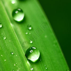 大水滴背景液体雨滴草地阳光叶子生长树叶环境草本植物图片