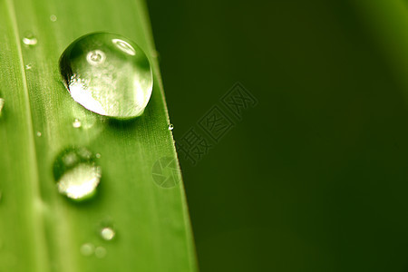 大水滴环境宏观雨滴反射花园叶子草地草本植物植物阳光图片