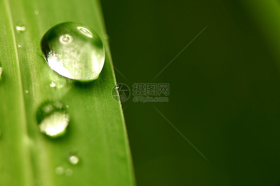 大水滴环境宏观雨滴反射花园叶子草地草本植物植物阳光图片