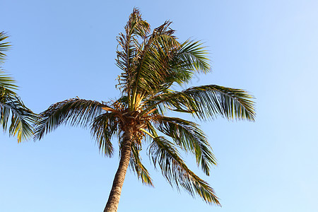 蓝蓝的海枣中天堂波纹娱乐情调假期阳光旅行棕榈海洋叶子图片