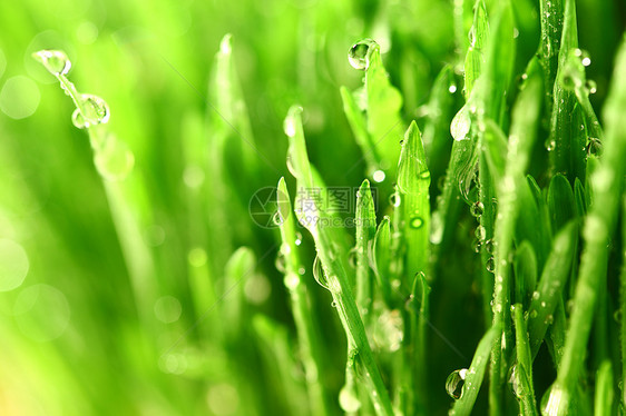 树本背景生长草本植物树叶宏观雨滴水滴花园植物草地气候图片