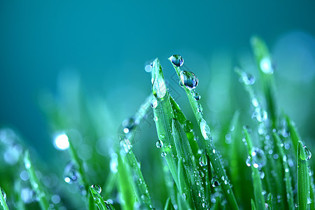 树本背景环境气候草本植物雨滴植物树叶花园叶子液体阳光图片