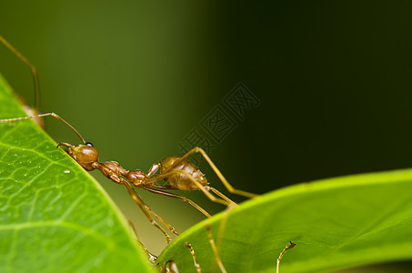 红蚂蚁如此疲累腰部橙子工作天线宏观生物工人探索水平绿色图片