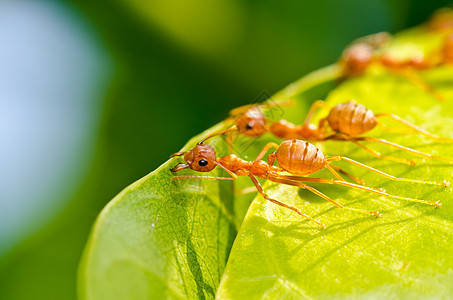 红蚂队工作天线探索白色损害昆虫绿色水平腰部工人漏洞图片