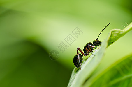 绿色性质黑色的蚂蚁昆虫触角力量殖民地野生动物图片