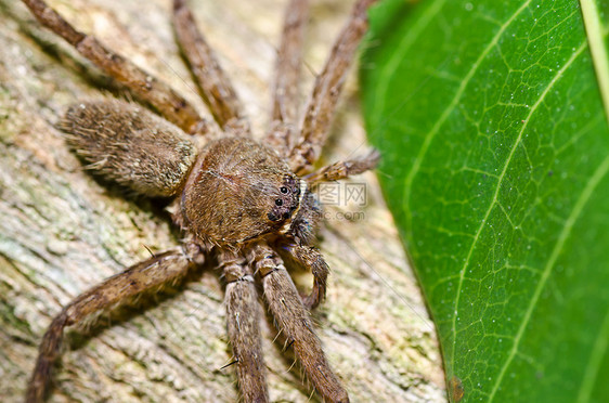 蜘蛛性质中的蜘蛛丝绸野生动物水平危险网络圆圈花园昆虫宏观图片