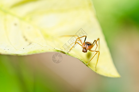 自然性质的红蜘蛛网络丝绸宏观花园危险昆虫圆圈水平野生动物蜘蛛图片