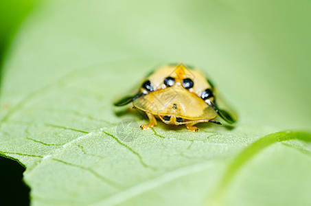 绿色自然中的中性漏洞花园宏观棕色季节公园丛林甲虫生活昆虫图片
