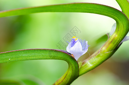 绿绿色的花草场地植物蓝色种子植物群公园花园宏观荒野白色图片