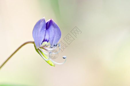 绿绿色的花草种子季节花园杂草植物群荒野公园美丽场地白色图片