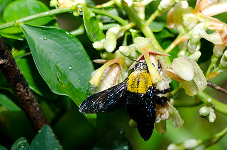 大自然中的木蜂花蜜宏观花粉木匠昆虫害虫花园漏洞黑色翅膀图片