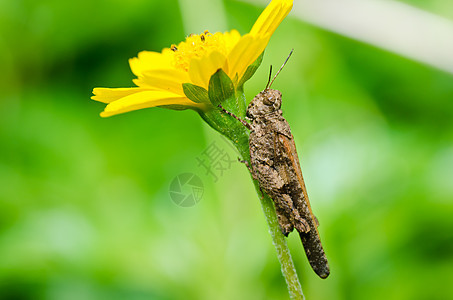 绿绿色的草木和黄花蚱蜢荒野刺槐食物花园翅膀蟋蟀害虫生活草地图片