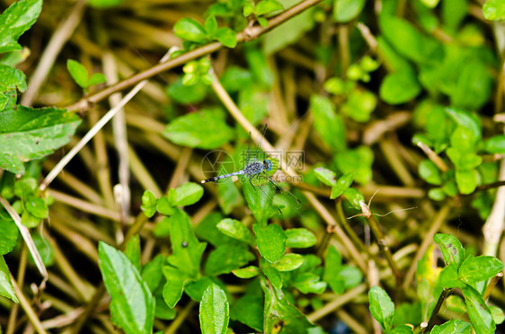 花园中的野生动物绿色生活翅膀追逐者昆虫蜻蜓宏观漏洞眼睛图片