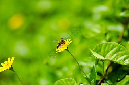 绿性蜜蜂团队蜂蜜黄色工人宏观花粉昆虫绿色翅膀荒野图片