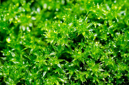绿绿色新苔草森林宏观生长苔藓场地叶子图片