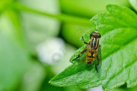 鲜花文件或绿色的果蝇黄色条纹宏观翅膀蜜蜂苍蝇昆虫欺骗动物学野生动物图片