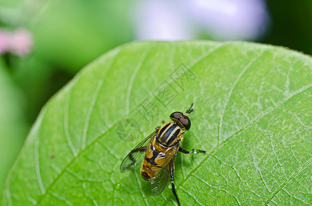 鲜花文件或绿色的果蝇黄色苍蝇翅膀蜜蜂昆虫欺骗动物学野生动物条纹宏观图片