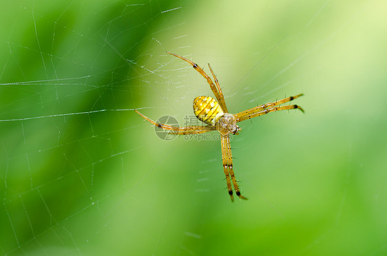 蜘蛛性质中的蜘蛛水平花园网络昆虫圆圈危险丝绸宏观野生动物图片