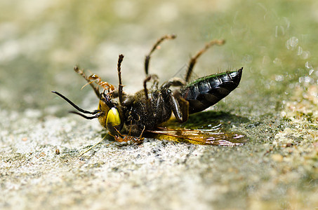 绿性或花园中的蚂蚁和黄蜂白色条纹害虫翅膀蜜蜂黄色宏观黑色金子夹克图片