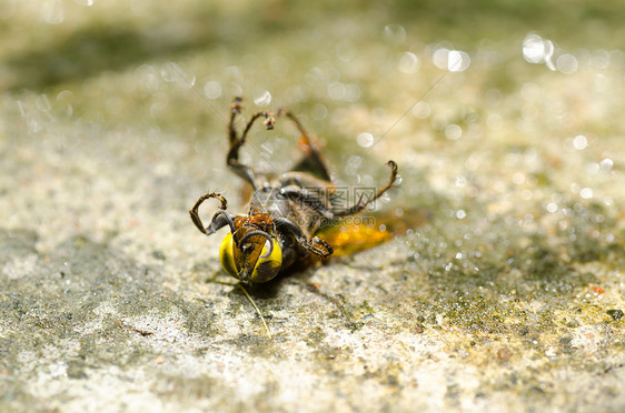 绿性或花园中的蚂蚁和黄蜂金子白色害虫宏观夹克黄色昆虫蜜蜂黑色翅膀图片