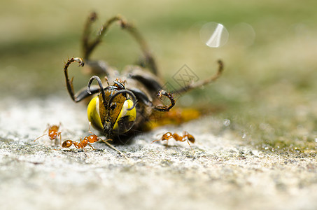 绿性或花园中的蚂蚁和黄蜂黑色黄色翅膀夹克金子白色昆虫宏观害虫蜜蜂图片