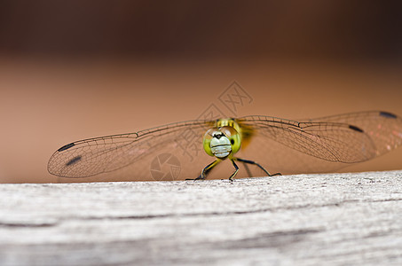 花园中的眼睛蜻蜓宏观漏洞追逐者昆虫翅膀野生动物绿色生活图片