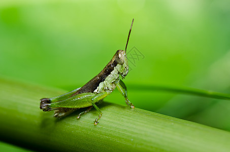 绿色天然的花园翅膀蟋蟀刺槐害虫草地蚱蜢荒野肌肉宏观图片