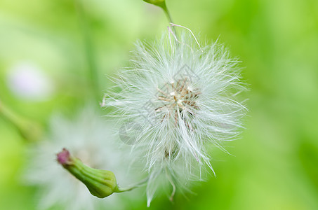 青草绿色美丽生活蓝色季节荒野天空场地白色宏观植物图片