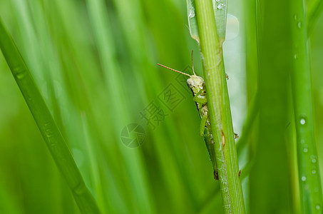 绿色天然的翅膀荒野叶子刺槐肌肉害虫蚱蜢草地宏观生活图片