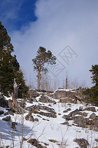 高加索山脉森林旅行植物高地松树青菜全景植被地形草药图片