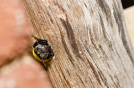 大自然中的木蜂漏洞翅膀花园花粉青虫木匠花蜜昆虫黑色宏观图片