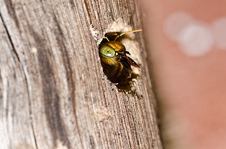 大自然中的木蜂花粉漏洞宏观翅膀害虫黑色昆虫花园木匠花蜜图片