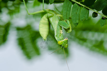 绿性白蚁生活野生动物昆虫眼睛荒野螳螂捕食者猎人天线漏洞图片