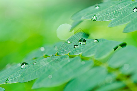 叶子生长花园环境生活植物学宏观静脉黄色美丽绿色图片