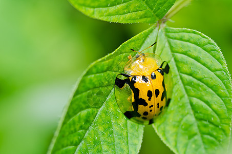 绿色性质的橙色甲虫昆虫生活生物学荒野漏洞野生动物花园公园眼睛季节图片