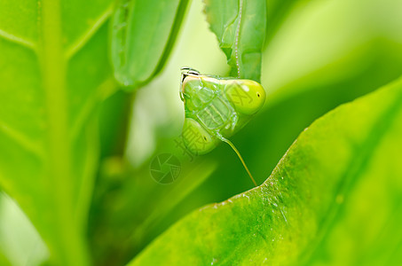 绿性白蚁绿色眼睛漏洞猎人捕食者荒野宏观生活爪子昆虫图片
