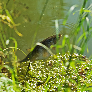 唱着从水里出来鱼的鱼池塘钓鱼黑色绿色白色情调爱好食物野生动物照片图片