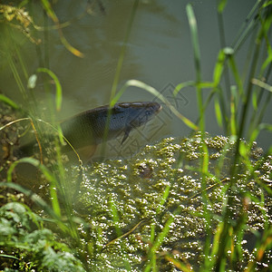 唱着从水里出来鱼的鱼食物粘液钓鱼爱好照片池塘异国绿色宠物野生动物图片