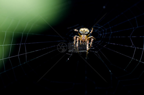 蜘蛛性质中的蜘蛛丝绸宏观野生动物昆虫水平圆圈危险花园网络图片