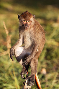 Macaque 猴子混血儿荒野热带照片情调灵长类猕猴毛皮眼睛丛林图片