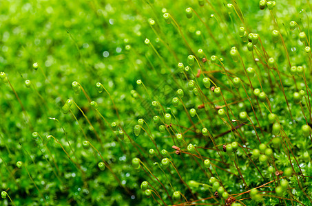 绿绿色新苔草森林苔藓宏观生长叶子场地图片