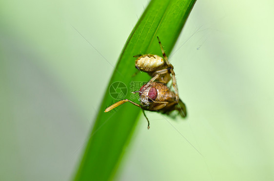 自然的蜘蛛吃苍蝇宏观丝绸危险花园网络圆圈水平昆虫野生动物图片