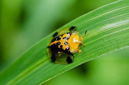 绿色自然中的中性昆虫野生动物爬坡生活眼睛公园荒野宏观丛林甲虫图片