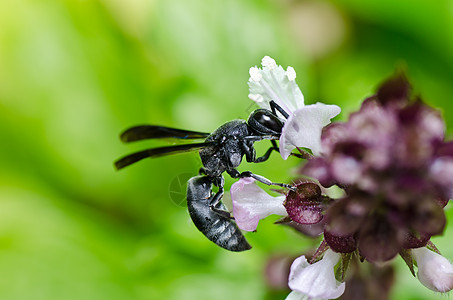 绿色自然或花园中的黑蜂黑色条纹宏观害虫蜜蜂金子白色夹克翅膀黄色图片