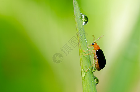 绿色性质的橙色甲虫公园眼睛棕色漏洞生物学野生动物昆虫季节荒野花园图片